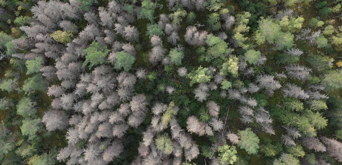 Drönarbild av barkborreskadad skog, Dalarna i september 2021. Drönarfoto: Rickard Undevik