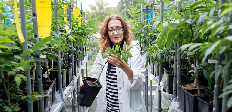 Forskaren Michelle Cleary i den skyddade miljön i växthuset där odlingsmaterial från resistenta askar ympas på grundstammar för att sedan planteras ut efter ett år. Foto: Göran Ekeberg