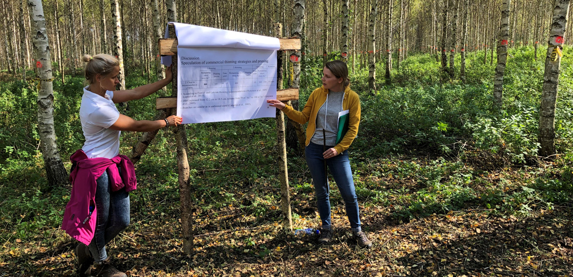 Dagnija Šaicāne (till höger) har lagt ut försöksytor på tre olika platser på Skogssällskapets mark i östra Lettland för att mäta hur björkskogens kvalitet och tillväxt påverkas av olika gallringsformer, och även stamkvistning. Foto: Karin Fällman