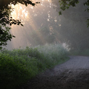 Skogsväg i gryning. Foto: Mostphotos