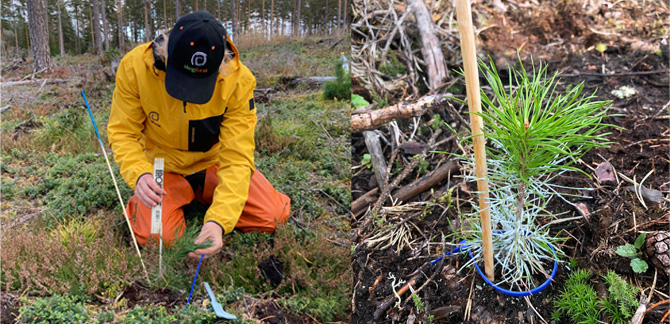 I det branschgemensamma projektet Föryngringskollen mäter man och märker upp plantor så att tillväxten kan följas. Foto: Jonas Öhlund och Mattias Berglund