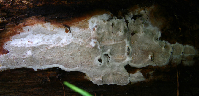 Skeletocutis stellae, kristallticka, är en av sju hotade vedsvampar som ingår i försöket. Foto: Wikimedia Commons